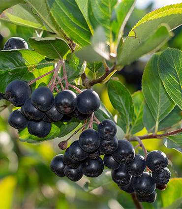 exemple Aronia