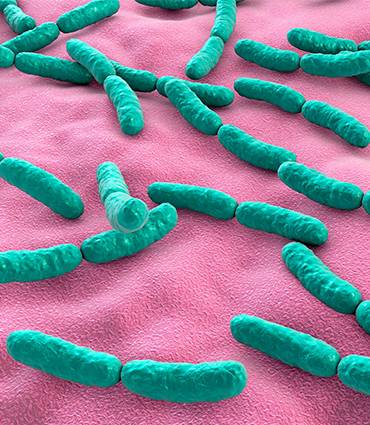 exemple Lactobacillus rhamnosus