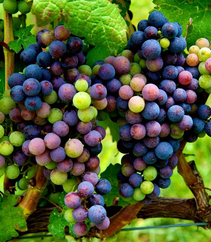 exemple raisin