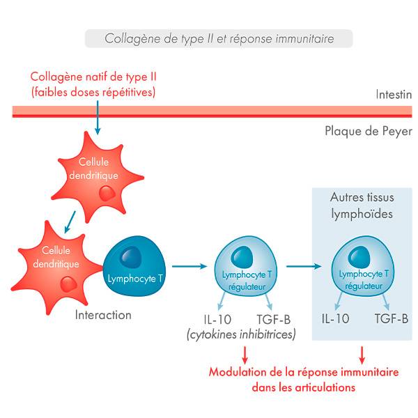 schema collagene de type II